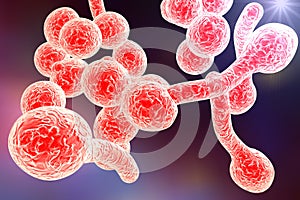 Fungi Candida albicans which cause thrush