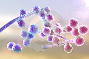 Fungi Candida albicans which cause thrush