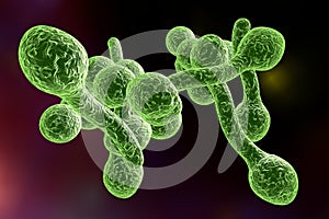 Fungi Candida albicans which cause thrush