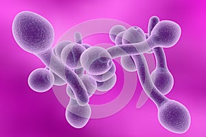 Fungi Candida albicans which cause thrush