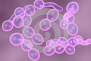 Fungi Candida albicans which cause thrush