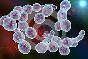 Fungi Candida albicans which cause thrush