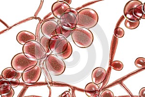 Fungi Candida which cause candidiasis, thrush