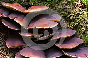 Fungi Chestnut brittlestem