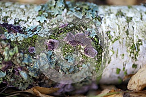 Fungi Chondrostereum purpureum  lichen and moss on a birch trunk