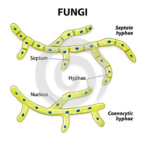 Fungi. Classification based on cell division