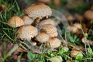 Fungi in close up