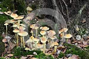 Fungi Collybia maculata photo