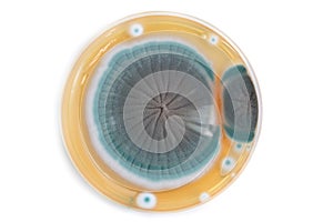 Fungi colony on agar plate