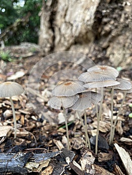 Fungi colony growing on organic matters