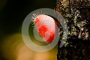 Fungi Cup mushroom