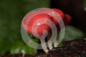 The Fungi Cup is orange, pink, red, found on the ground