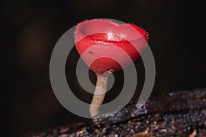 The Fungi Cup is orange, pink, red, found on the ground