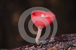 The Fungi Cup is orange, pink, red, found on the ground