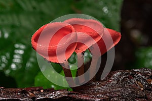 The Fungi Cup is orange, pink, red, found on the ground