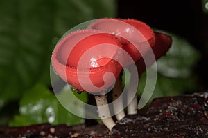 The Fungi Cup is orange, pink, red, found on the ground