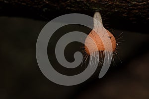 The Fungi Cup is orange, pink, red, found on the ground