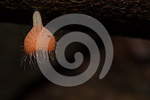 The Fungi Cup is orange, pink, red, found on the ground