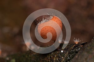 The Fungi Cup is orange, pink, red, found on the ground