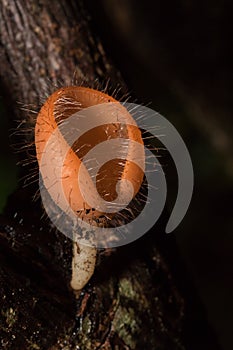 The Fungi Cup is orange, pink, red, found on the ground