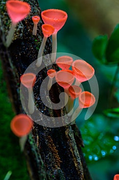 Fungi cup red Mushroom Champagne Cup