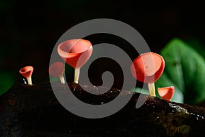Fungi cup red Mushroom Champagne Cup or Pink burn cup