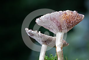 Fungi in a dark corner.