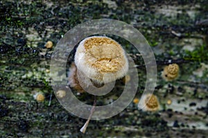 Fungi on decayed wood. Close up