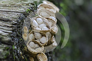 Fungi on decayed wood. Close up