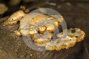 Fungi on a decaying tree trunk