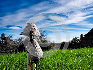 Fungi and Fallstreak