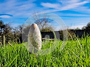 Fungi and Fallstreak