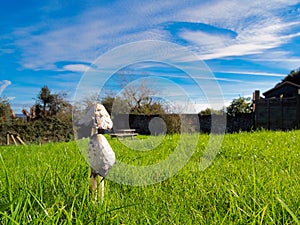 Fungi and Fallstreak photo