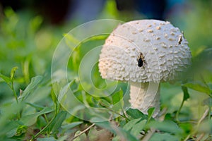 Fungi and fly photo