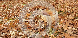 Fungi in the forest