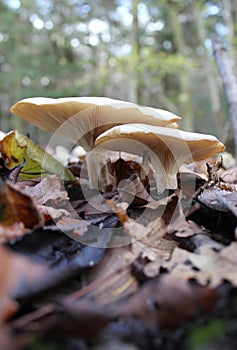 Fungi forest