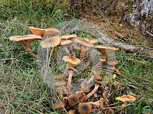 Fungi on Forest Floor