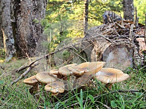 Fungi on Forest Floor