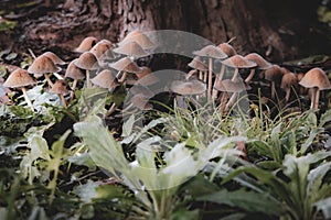 Fungi or fungi are a kingdom of eukaryotic, photo