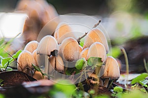 Fungi or fungi are a kingdom of eukaryotic, unicellular and multicellular organisms: it includes more than 700,000 known species