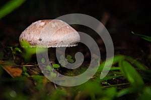 Fungi or fungi are a kingdom of eukaryotic, unicellular and multicellular organisms: it includes more than 700,000 known species.