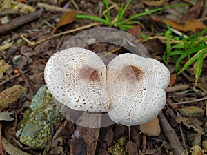 Fungi or fungi are plants that do not have chlorophyll so they are heterotrophs.
