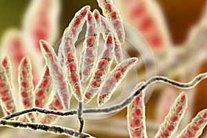 Fungi Fusarium which produce mycotoxins