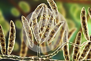 Fungi Fusarium which produce mycotoxins