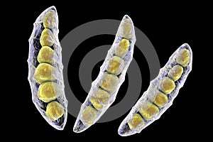 Fungi Fusarium which produce mycotoxins