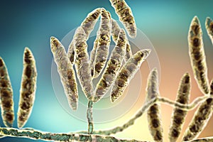 Fungi Fusarium which produce mycotoxins