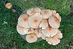 Fungi group