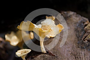 Fungi that grow on the bark of the dead tree