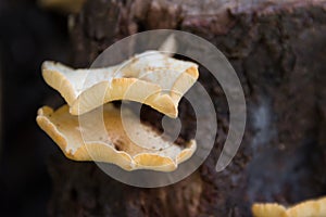 Fungi that grow on the bark of the dead tree