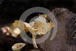 Fungi that grow on the bark of the dead tree